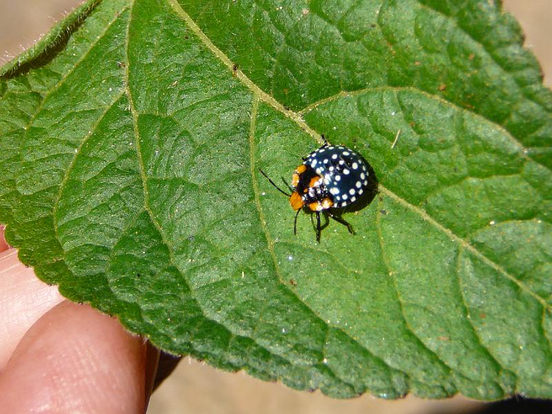 039 Guinea Fowl bug